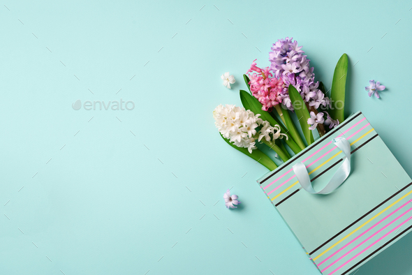 Fresh hyacinth flowers in shopping bag on blue punchy pastel background. Banner with copy space - Stock Photo - Images