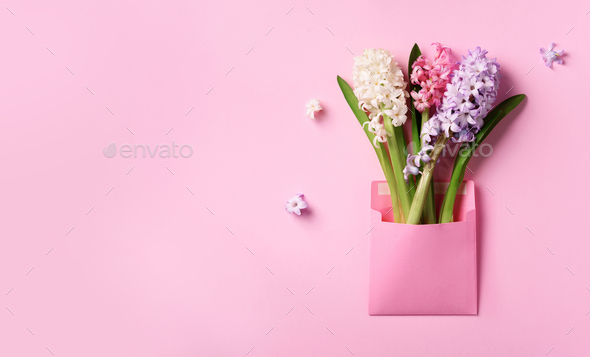 Spring hyacinth flowers in pink postal envelope over punchy pastel background with copy space. Top - Stock Photo - Images