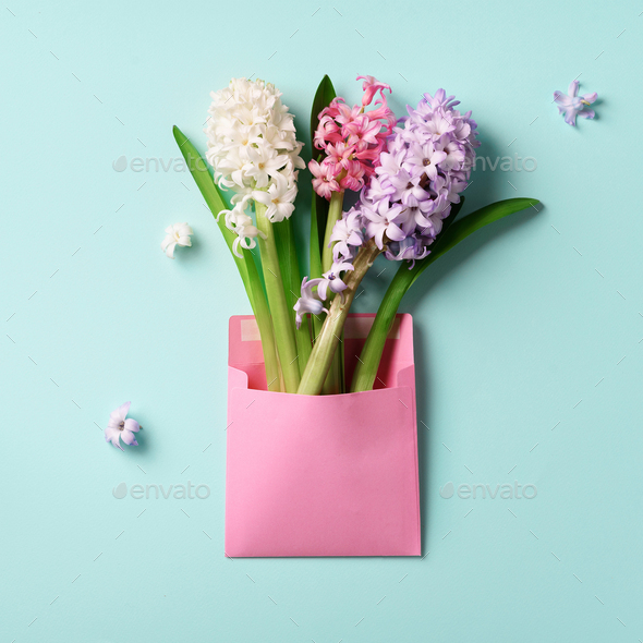 Spring hyacinth flowers in pink postal envelope over blue background with copy space. Top view, flat - Stock Photo - Images