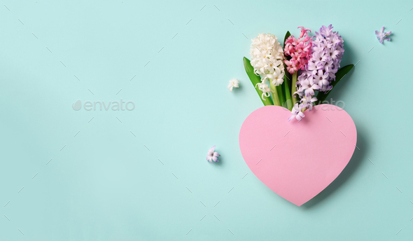 Spring hyacinth flowers and pink paper heart on blue punchy pastel background. Banner with copy - Stock Photo - Images