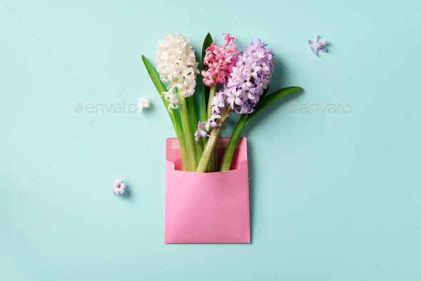 Spring hyacinth flowers in pink postal envelope over blue background with copy space. Top view, flat - Stock Photo - Images