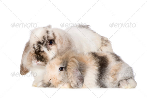 Rabbit - Stock Photo - Images