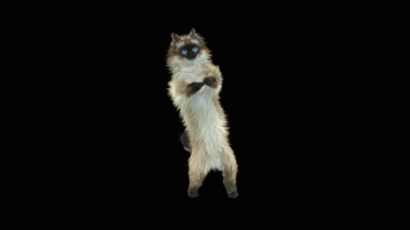 Cat Dancing HD alt