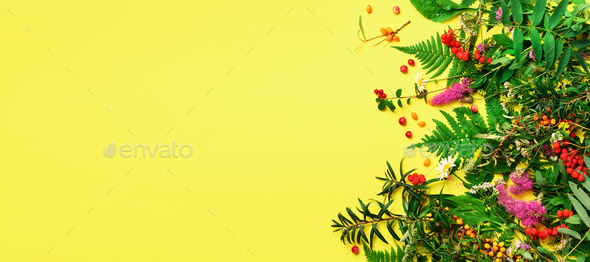 Ingredients of herbal alternative medicine, holistic and naturopathy approach on yellow background - Stock Photo - Images