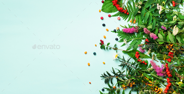 Ingredients of herbal alternative medicine, holistic and naturopathy approach on blue background - Stock Photo - Images