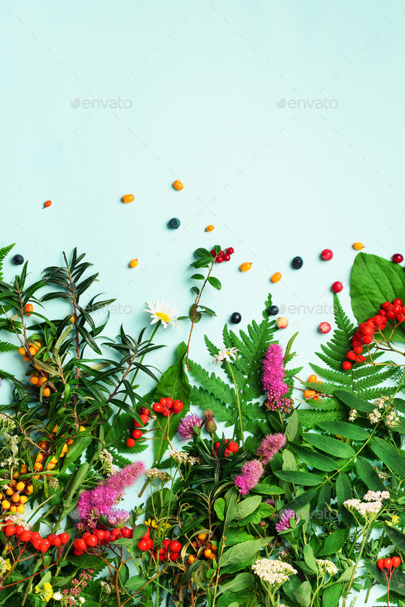 Wild healing herbs on blue pastel background. Alternative medicine concept, holistic approach. Top - Stock Photo - Images