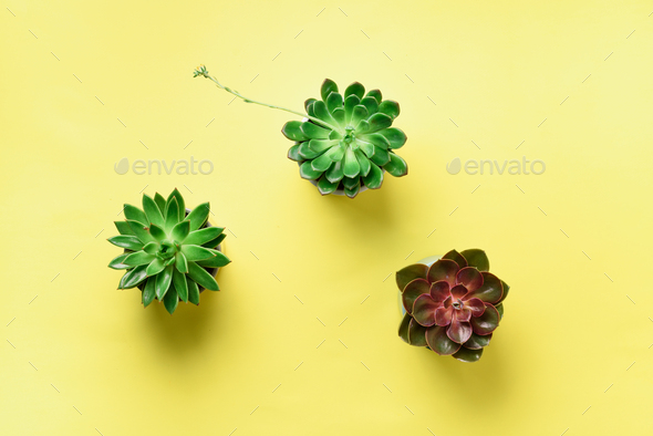Pattern of green exotic succulents on yellow background. Flat lay. Top view. Pop art design - Stock Photo - Images