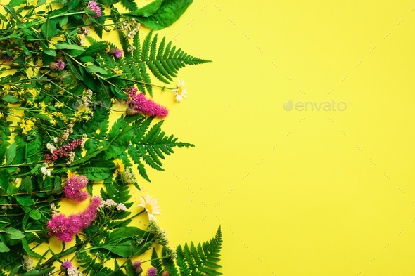 Wild summer flower on yellow background. Creative flat layout pattern with copy space, top view - Stock Photo - Images
