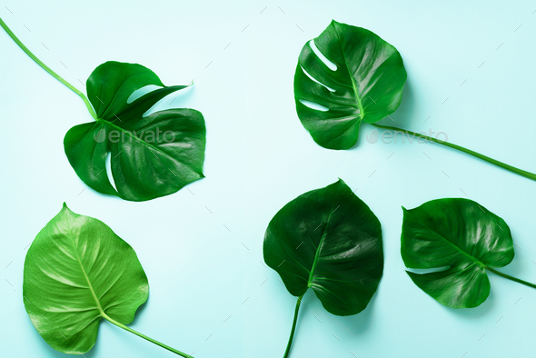 Pattern of tropical monstera leaves on blue background. Flat lay. Top view. Pop art design, creative - Stock Photo - Images