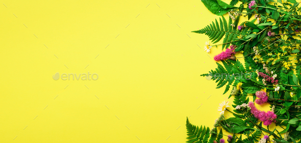 Wild summer flower on yellow background. Creative flat layout pattern with copy space, top view - Stock Photo - Images