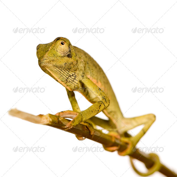 Chameleon Chamaeleo gracilis or dilepis - Stock Photo - Images