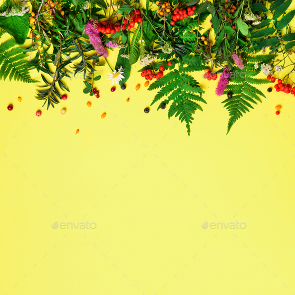 Wild healing herbs on pastel yellow background. Alternative medicine concept, holistic approach. Top - Stock Photo - Images