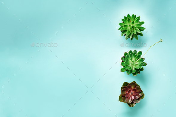 Pattern of green exotic succulents on blue background. Flat lay. Top view. Pop art design, creative - Stock Photo - Images