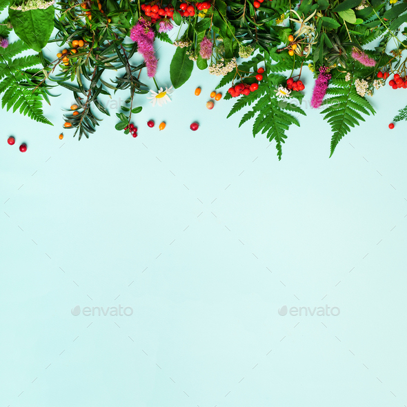 Wild healing herbs on blue pastel background. Alternative medicine concept, holistic approach. Top - Stock Photo - Images