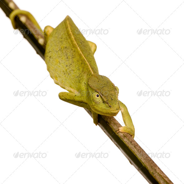 Chameleon Chamaeleo gracilis or dilepis - Stock Photo - Images