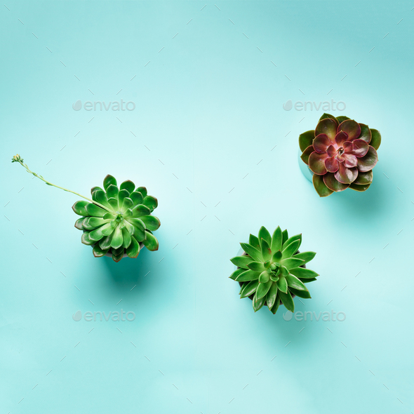 Pattern of green exotic succulents on blue background. Square crop. Flat lay. Top view. Pop art - Stock Photo - Images