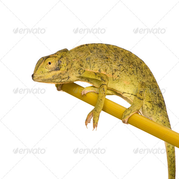 Chameleon Chamaeleo gracilis or dilepis - Stock Photo - Images