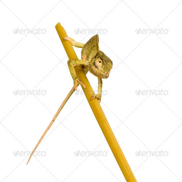 Chameleon Chamaeleo gracilis or dilepis - Stock Photo - Images