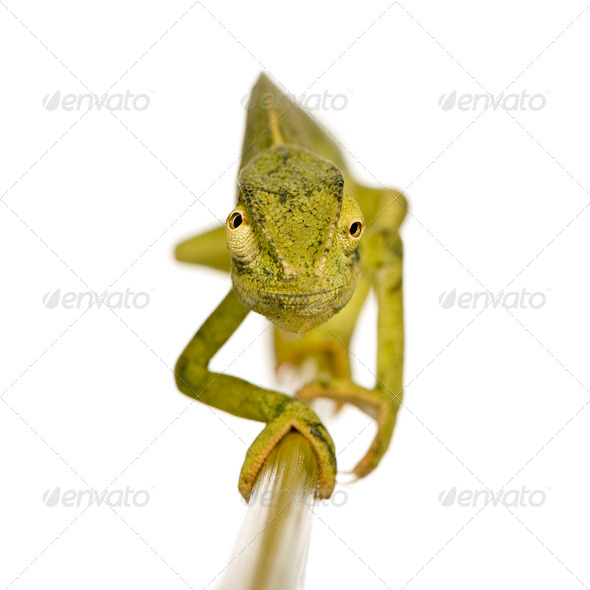 Chameleon Chamaeleo gracilis or dilepis - Stock Photo - Images