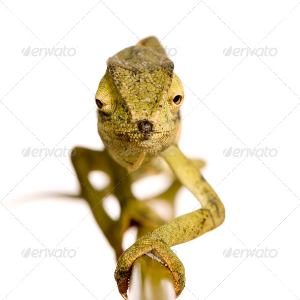 Chameleon Chamaeleo gracilis or dilepis - Stock Photo - Images