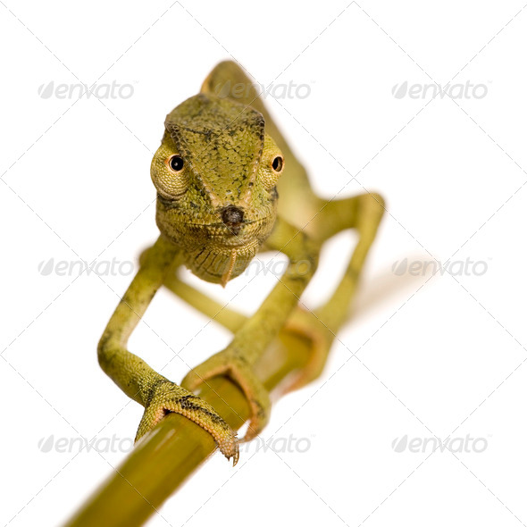Chameleon Chamaeleo gracilis or dilepis - Stock Photo - Images