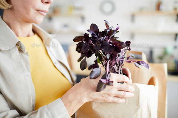 Getting potted basil out of paper box - Stock Photo - Images