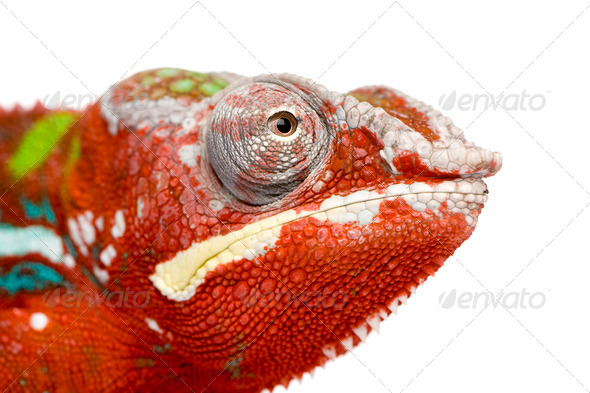 Chameleon Furcifer Pardalis - Ambilobe (18 months) - Stock Photo - Images