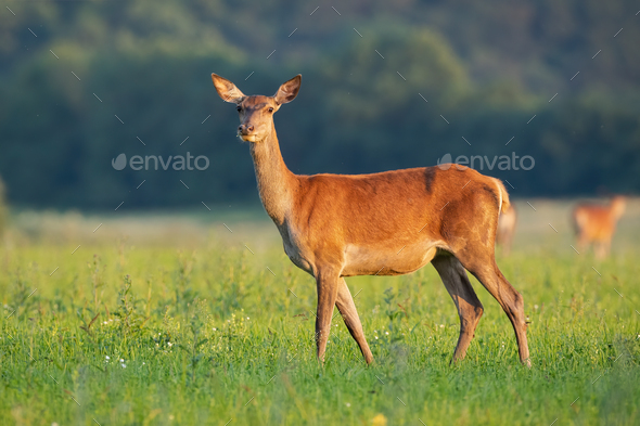 Side View Of Tender Red Deer Hind Standing On A Hay Field In Summer At Sunrise - 