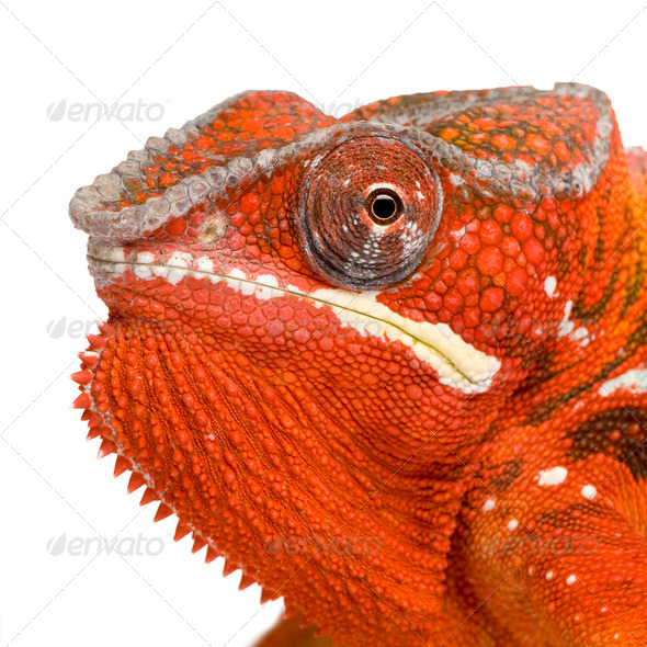 Chameleon Furcifer Pardalis - Sambava (2 years) - Stock Photo - Images