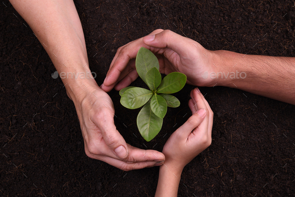 Hands protect Plant