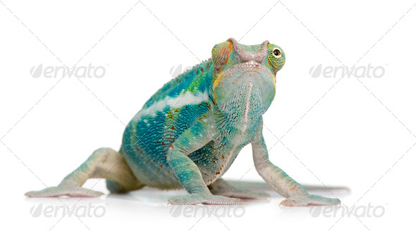 Young Chameleon Furcifer Pardalis - Ankify (8 months) - Stock Photo - Images