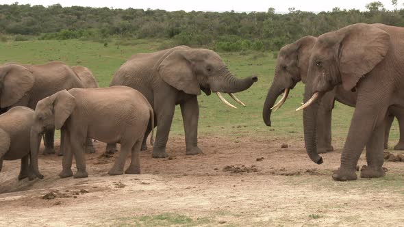 African elephant (Loxodonta africana) herd at a waterhole, two young males playfighting, Addo Elepha alt