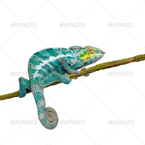 Chameleon Furcifer Pardalis - Nosy Faly (18 months) - Stock Photo - Images