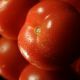 Fresh Tomatoes In Macro Fresh Tomatoes In Macro - VideoHive Item for Sale