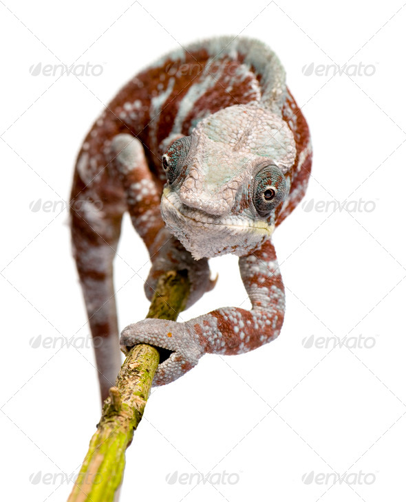 Chameleon Furcifer Pardalis - Masoala (4 years) - Stock Photo - Images