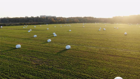 Hay Bales in Plastic Wrap in Harvested Field Against Forest alt