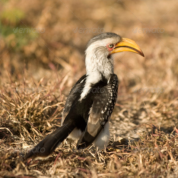 Southern Yellow-billed Hornbill - Tockus leucomelas - Stock Photo - Images