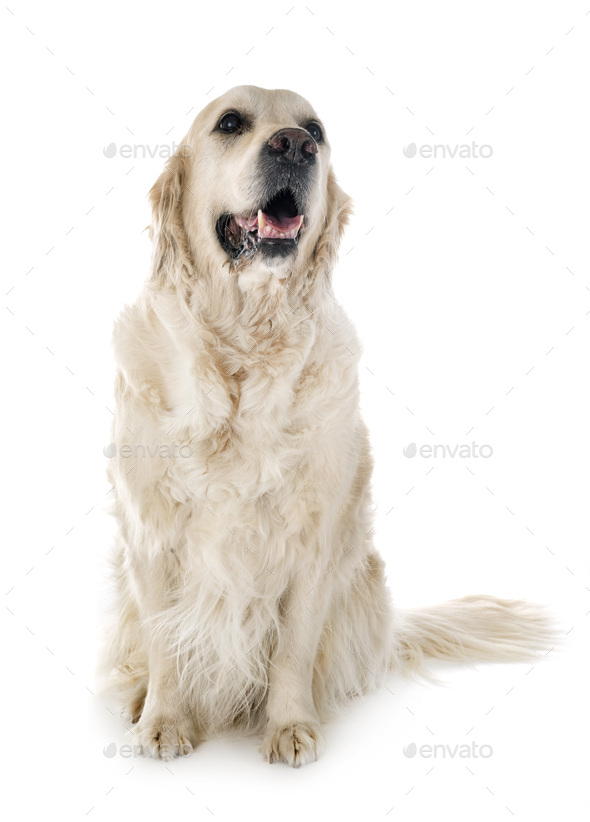 adult golden retriever Stock Photo by cynoclub | PhotoDune