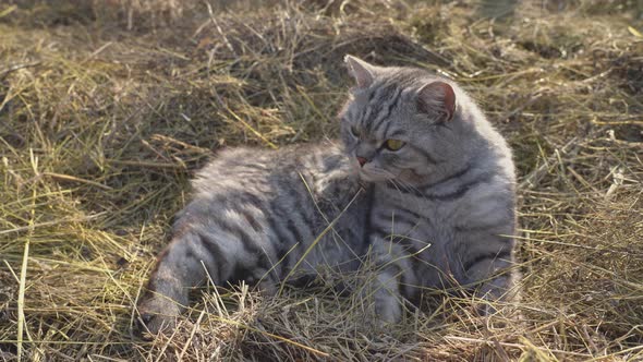 A grey British cat licks its fur while lying on the hay alt