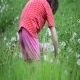 Girl And Dandelions 4 - VideoHive Item for Sale