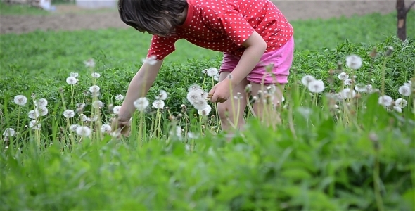 Girl And Dandelions 5