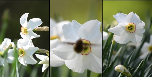 Chain Of Daffodils - 3 Pack