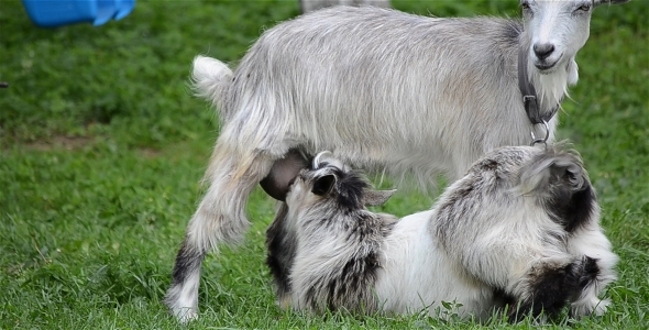 Goat And Goat Kid