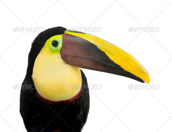 Chestnut-mandibled Toucan - Ramphastos swainsonii (3 years) - Stock Photo - Images
