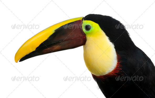 Chestnut-mandibled Toucan - Ramphastos swainsonii (3 years) - Stock Photo - Images