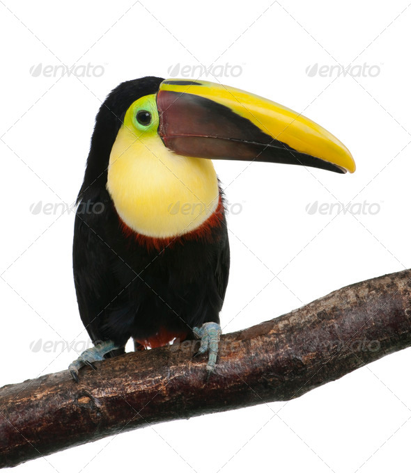 Chestnut-mandibled Toucan - Ramphastos swainsonii (3 years) - Stock Photo - Images