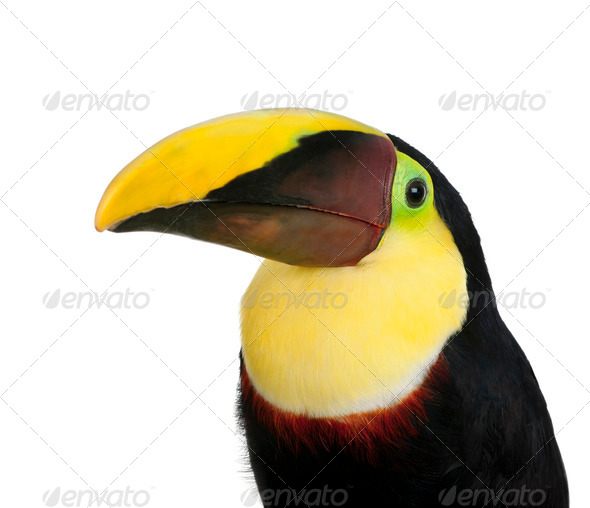 Chestnut-mandibled Toucan - Ramphastos swainsonii (3 years) - Stock Photo - Images