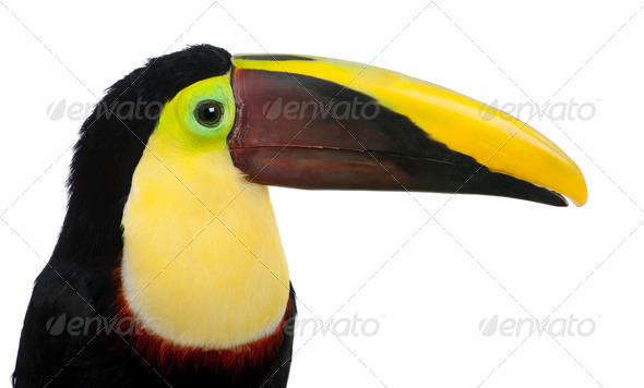 Chestnut-mandibled Toucan - Ramphastos swainsonii (3 years) - Stock Photo - Images