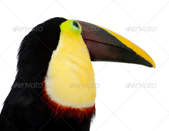 Chestnut-mandibled Toucan - Ramphastos swainsonii (3 years) - Stock Photo - Images