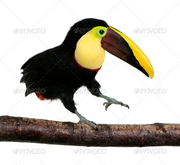 Chestnut-mandibled Toucan - Ramphastos swainsonii (3 years) - Stock Photo - Images